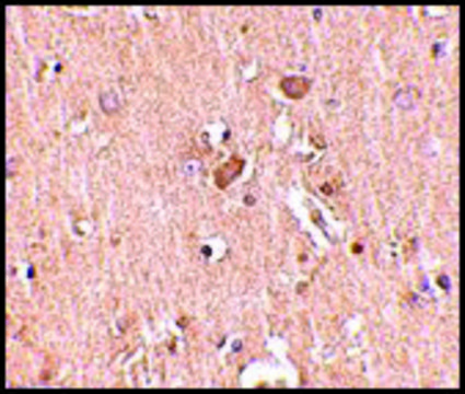 Anti-MED28 antibody produced in rabbit affinity isolated antibody, buffered aqueous solution