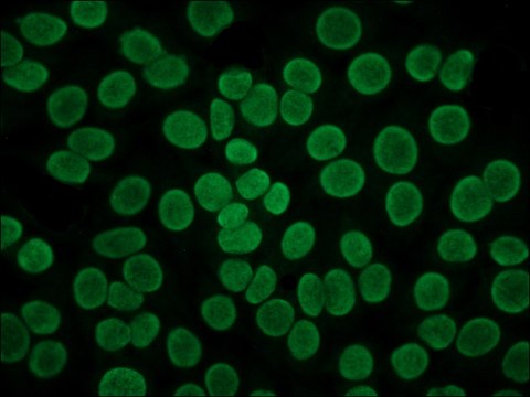 Anti-Human IgG (Fab specific)&#8722;FITC antibody produced in goat affinity isolated antibody, buffered aqueous solution