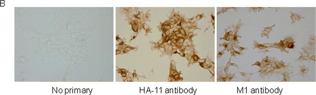 Anti-Muscarinic Acetylcholine Receptor (M1) antibody produced in rabbit affinity isolated antibody, lyophilized powder