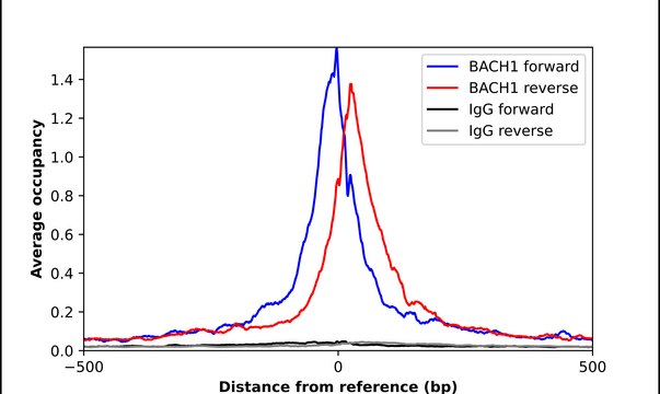 Anti-BACH1 antibody produced in rabbit Prestige Antibodies&#174; Powered by Atlas Antibodies, affinity isolated antibody