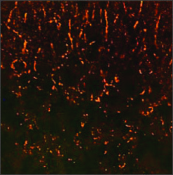 Anti-SYP antibody produced in rabbit affinity isolated antibody