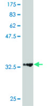 ANTI-HD antibody produced in mouse clone 1H6, purified immunoglobulin, buffered aqueous solution