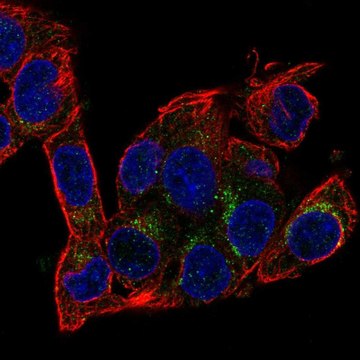 Anti-AIFM2 antibody produced in rabbit Prestige Antibodies&#174; Powered by Atlas Antibodies, affinity isolated antibody