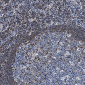 Anti-IL16 antibody produced in rabbit Prestige Antibodies&#174; Powered by Atlas Antibodies, affinity isolated antibody, buffered aqueous glycerol solution