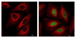 Anti-HIF1A antibody produced in rabbit