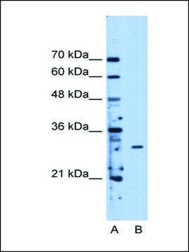 Anti-METTL1 antibody produced in rabbit IgG fraction of antiserum