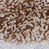 Anti-SLCO1B3 antibody produced in rabbit affinity isolated antibody, buffered aqueous glycerol solution