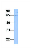 Anti-PNN, (N-terminal) antibody produced in rabbit affinity isolated antibody