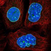 Anti-LMNB2 antibody produced in rabbit Prestige Antibodies&#174; Powered by Atlas Antibodies, affinity isolated antibody, buffered aqueous glycerol solution