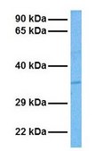 Anti-POU6F1 (AB1) antibody produced in rabbit affinity isolated antibody