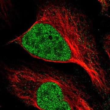Anti-MNAT1 antibody produced in rabbit Prestige Antibodies&#174; Powered by Atlas Antibodies, affinity isolated antibody
