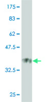 Monoclonal Anti-USP21 antibody produced in mouse clone 3D10, purified immunoglobulin, buffered aqueous solution