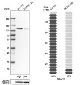 Anti-NCAPH antibody produced in rabbit Prestige Antibodies&#174; Powered by Atlas Antibodies, affinity isolated antibody, buffered aqueous glycerol solution