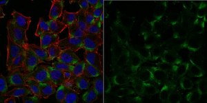 Anti-p62 (Sequestosome-1) Antibody, clone 11C9.2 Antibody, Alexa Fluor&#8482; 488 Conjugate from mouse, ALEXA FLUOR&#8482; 488