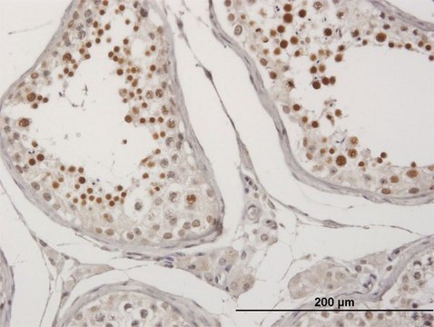 Anti-C20ORF20 antibody produced in mouse purified immunoglobulin, buffered aqueous solution