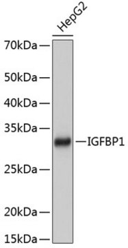 Anti-IGFBP1 Antibody, clone 2A0B5, Rabbit Monoclonal