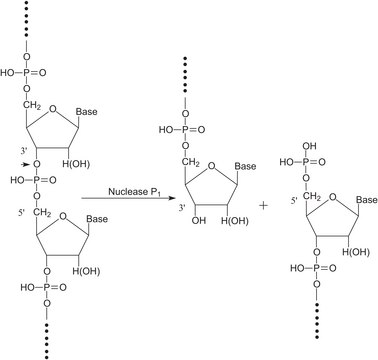 Nuclease P1 from Penicillium citrinum lyophilized powder, &#8805;200&#160;units/mg protein (E1%/280, 3&#8242;-5&#8242;-Phosphodiesterase)