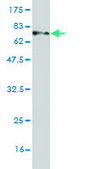 Monoclonal Anti-GNAI2 antibody produced in mouse clone 3G11, purified immunoglobulin, buffered aqueous solution
