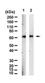 Anti-cIAP2/BIRC3 Antibody, clone 1N23 ZooMAb&#174; Rabbit Monoclonal recombinant, expressed in HEK 293 cells