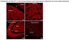 Anticorps anti-VGluT1 from rabbit