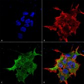 Monoclonal Anti-Mglur1/5 - Rpe antibody produced in mouse clone S75-33, purified immunoglobulin