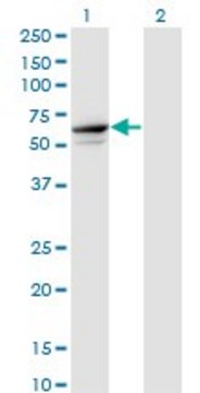 Monoclonal Anti-TRIM26 antibody produced in mouse clone 1G3, purified immunoglobulin, buffered aqueous solution