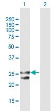 Anti-TFAM antibody produced in rabbit purified immunoglobulin, buffered aqueous solution