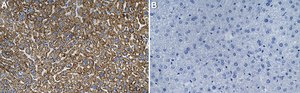 Anti-Met Antibody, clone 2G19 ZooMAb&#174; Rabbit Monoclonal recombinant, expressed in HEK 293 cells