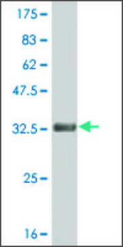 ANTI-HES2 antibody produced in mouse clone 2F4, purified immunoglobulin, buffered aqueous solution