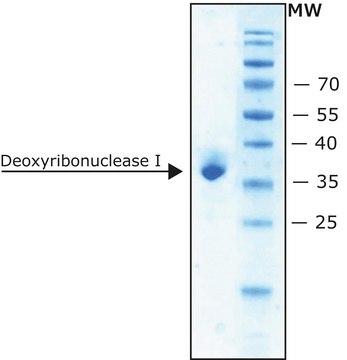 Deoxyribonuclease I bovine recombinant, expressed in Pichia pastoris, lyophilized powder, RNAse and protease, free