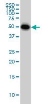 Monoclonal Anti-CRLF1 antibody produced in mouse clone 4F4, purified immunoglobulin, buffered aqueous solution