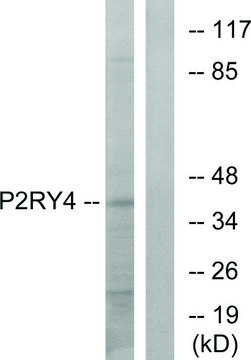 Anti-P2RY4 antibody produced in rabbit affinity isolated antibody