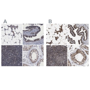 Anti-C9orf78 antibody produced in rabbit Prestige Antibodies&#174; Powered by Atlas Antibodies, affinity isolated antibody, buffered aqueous glycerol solution, Ab3