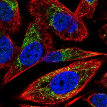 Anti-SLC25A5 antibody produced in rabbit Prestige Antibodies&#174; Powered by Atlas Antibodies, affinity isolated antibody