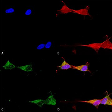 Monoclonal Anti-Ankyrin R-Horseradish Peroxidase antibody produced in mouse clone S388A-10