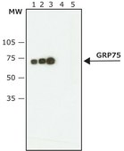 Anti-GRP75 (SQ-15) antibody produced in rabbit ~1&#160;mg/mL, affinity isolated antibody, buffered aqueous solution