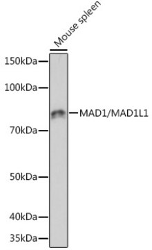 Anti-MAD1/MAD1L1 Antibody, clone 7O2C2, Rabbit Monoclonal