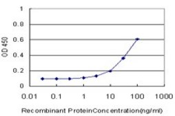 Monoclonal Anti-FOXF2 antibody produced in mouse clone 2D7, purified immunoglobulin, buffered aqueous solution