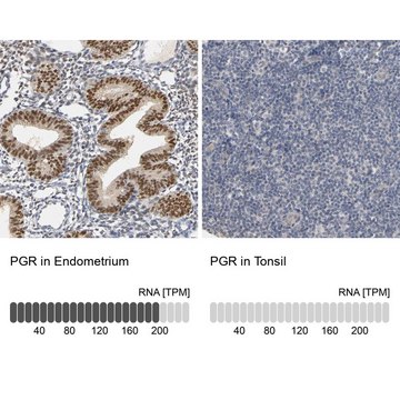 Anti-PGR antibody produced in rabbit Ab1, Prestige Antibodies&#174; Powered by Atlas Antibodies, affinity isolated antibody, buffered aqueous glycerol solution