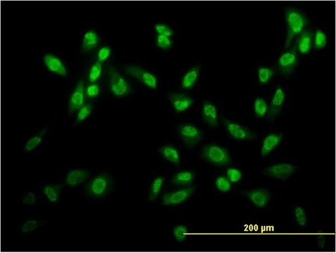 ANTI-USF2 antibody produced in mouse clone 6A9, purified immunoglobulin, buffered aqueous solution