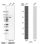 Anti-LIMA1 antibody produced in rabbit Prestige Antibodies&#174; Powered by Atlas Antibodies, affinity isolated antibody, buffered aqueous glycerol solution