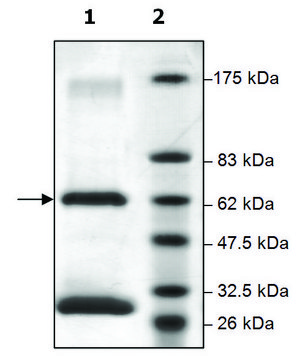 Jak1 active human recombinant, expressed in baculovirus infected Sf9 cells, &#8805;70% (SDS-PAGE)