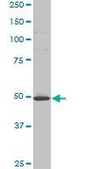 Monoclonal Anti-HD antibody produced in mouse clone 3F1, purified immunoglobulin, buffered aqueous solution