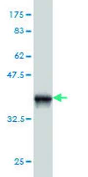 ANTI-PIM1 antibody produced in mouse clone 1C12, purified immunoglobulin, buffered aqueous solution