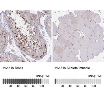 Anti-MIA3 antibody produced in rabbit Prestige Antibodies&#174; Powered by Atlas Antibodies, affinity isolated antibody, buffered aqueous glycerol solution