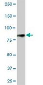 Anti-CD44 antibody produced in mouse purified immunoglobulin, buffered aqueous solution