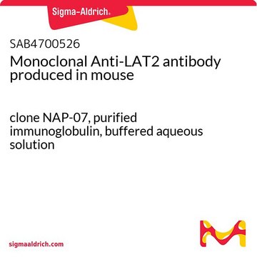 Monoclonal Anti-LAT2 antibody produced in mouse clone NAP-07, purified immunoglobulin, buffered aqueous solution