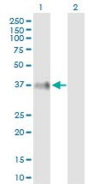 Anti-ITM2B antibody produced in mouse purified immunoglobulin, buffered aqueous solution