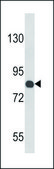 ANTI-COMP (CENTER) antibody produced in rabbit IgG fraction of antiserum, buffered aqueous solution