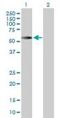 Anti-CDC20 antibody produced in rabbit purified immunoglobulin, buffered aqueous solution